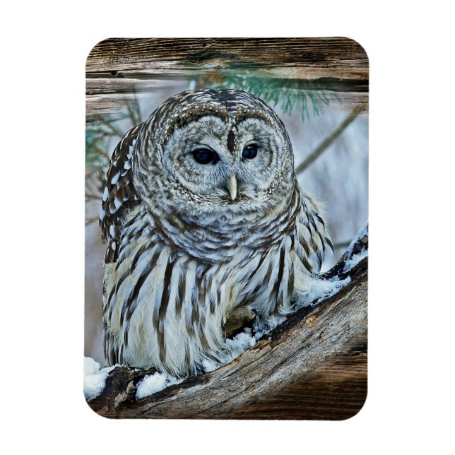 Imán Owl (Vertical)