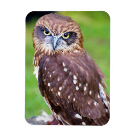 Imán Owl Flexible magnet