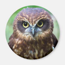 Imán Owl Magnet