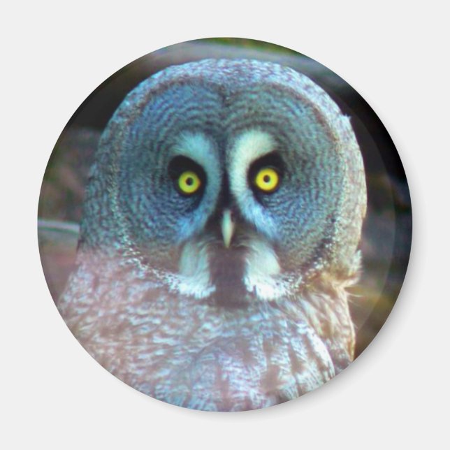 Imán Owl Magnet (Frente)