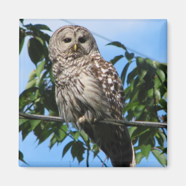 Imán Owl On Wire (Frente)