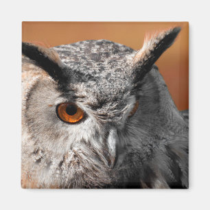 Imán Owl Stare
