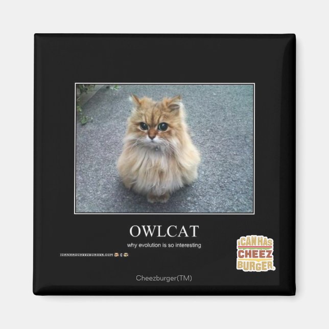 Imán Owlcat (Frente)