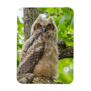 Imán Owlet