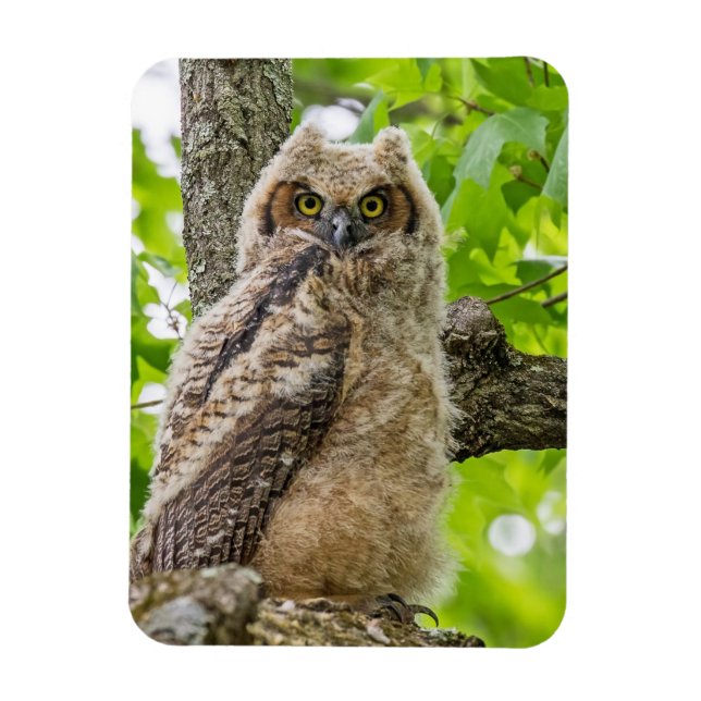 Imán Owlet (Vertical)