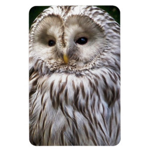 IMÁN OWLS