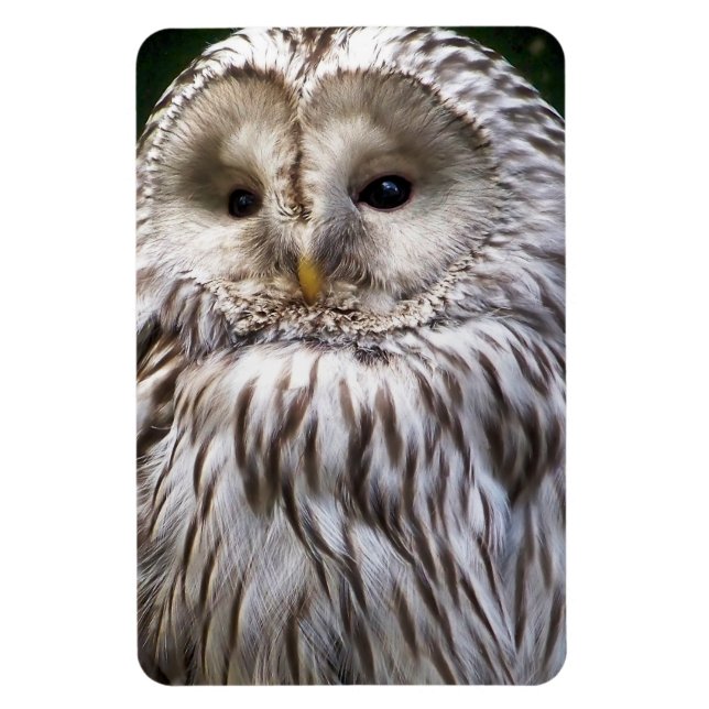 IMÁN OWLS (Vertical)