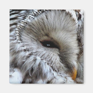 IMÁN OWLS