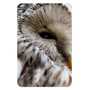IMÁN OWLS