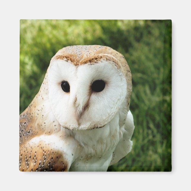 IMÁN OWLS (Frente)