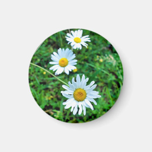 Imán Ox-Eye Daisies