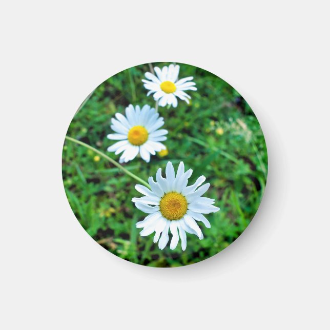 Imán Ox-Eye Daisies (Frente)