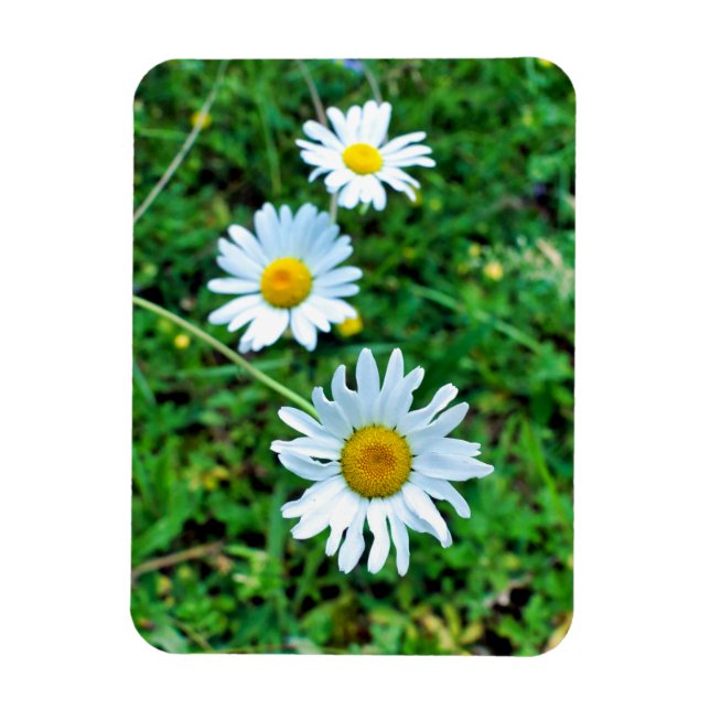 Imán Ox-Eye Daisies (Vertical)