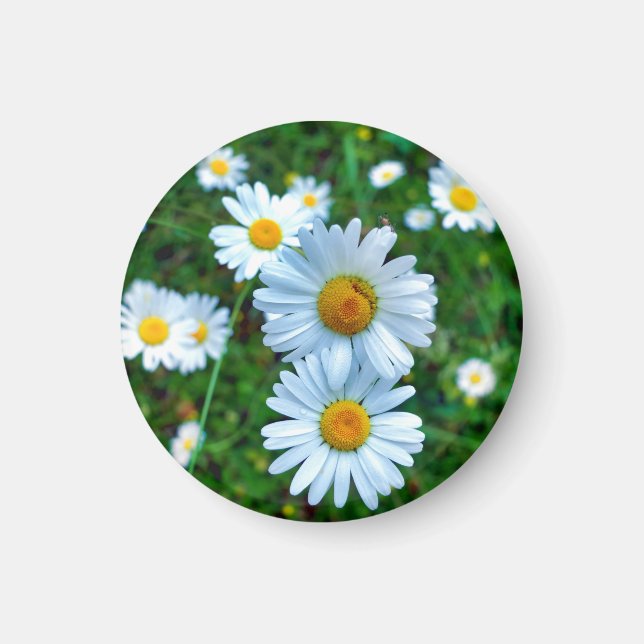 Imán Ox-Eye Daisies (Frente)
