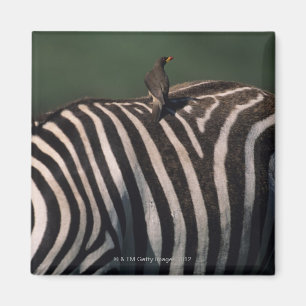 Imán oxpecker Amarillo-cargado en cuenta (africanus de