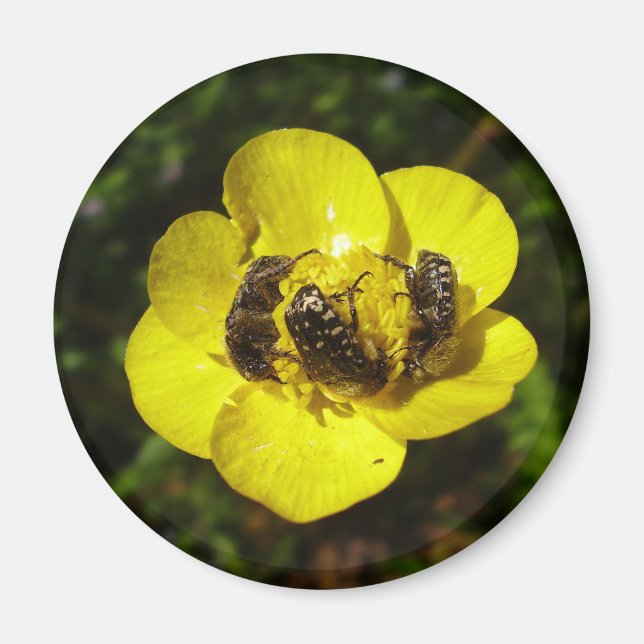 Imán Oxythyrea Funesta Beetles Magnet (Frente)