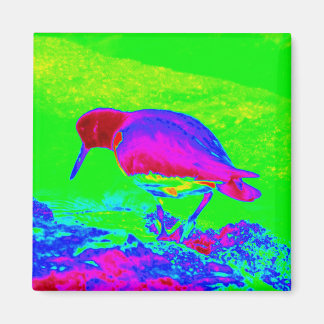 Imán Oyster Catcher