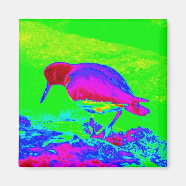 Imán Oyster Catcher (Frente)