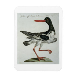 Imán Oyster Catcher, c.1767-76 (grabado a mano)