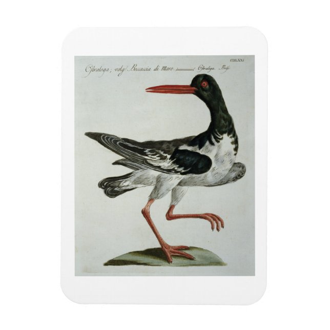 Imán Oyster Catcher, c.1767-76 (grabado a mano) (Vertical)