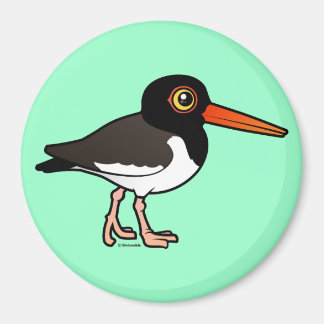 Imán Oystercatcher estadounidense