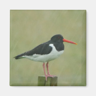 Imán Oystercatcher Magnet