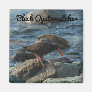 Imán Oystercatcher negro