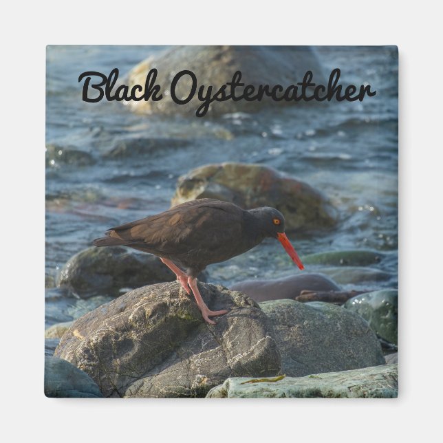 Imán Oystercatcher negro (Frente)