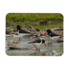 Imán Oystercatchers Magnet