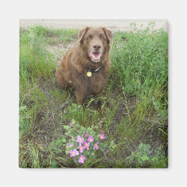 Imán P3 Flatlandersam por Wild Roses