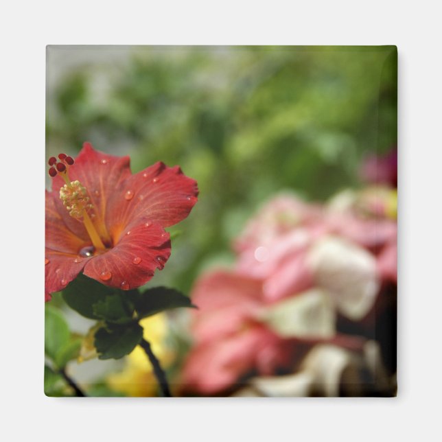 Imán Pacífico Sur, Polinesia Francesa, Sociedad 2 (Frente)