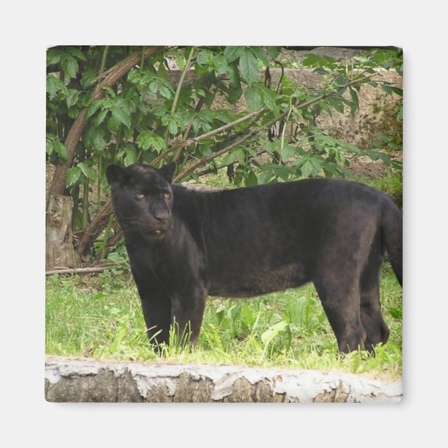 Imán Pacing Panther Magnet (Frente)