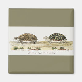 Imán Padloper Tortoise