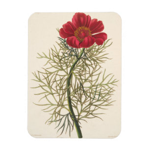 Imán Paeony de baja fina