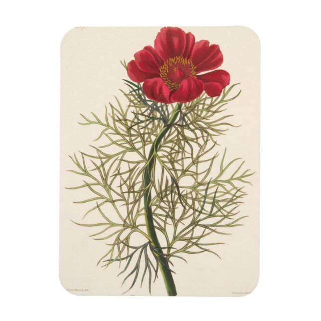 Imán Paeony de baja fina (Vertical)