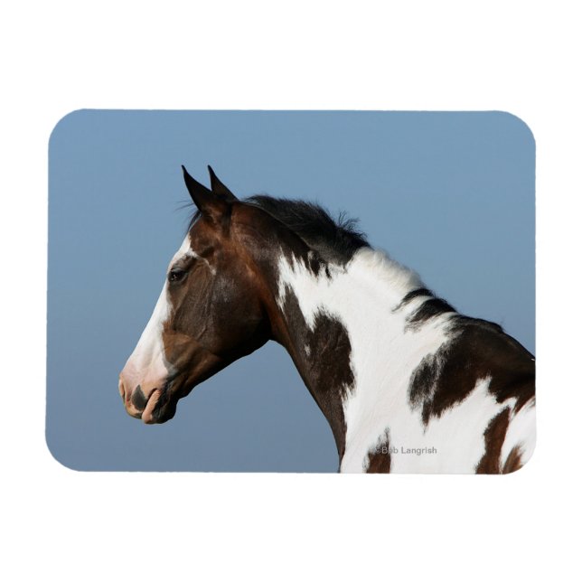 Imán Paint Horse Headshot 1 (Horizontal)