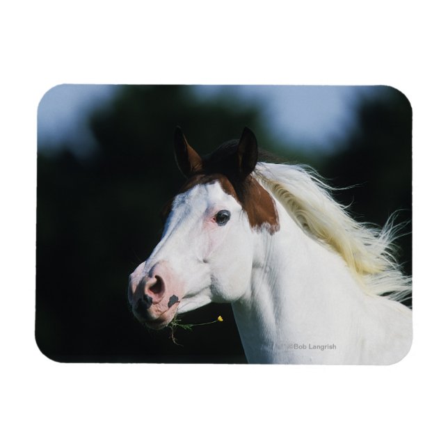 Imán Paint Horse Headshot 3 (Horizontal)