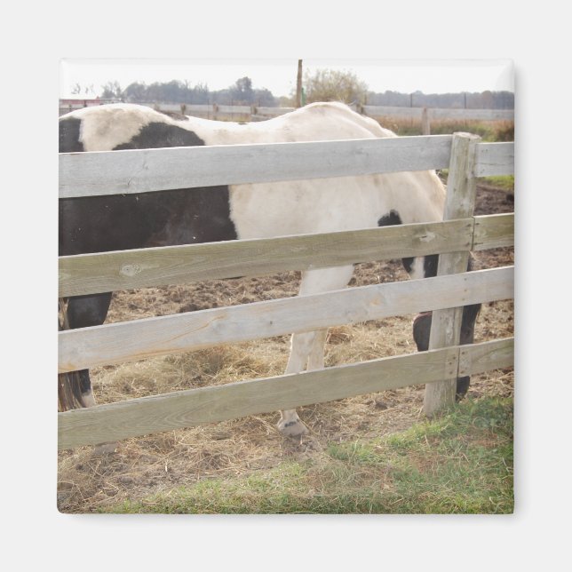 Imán Paint Horse/Pinto (Frente)