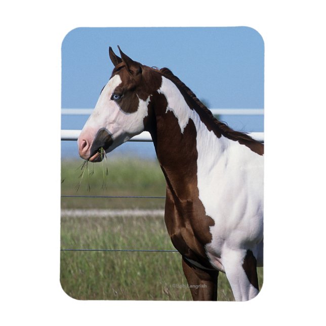 Imán Paint Horse Standing (Vertical)