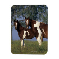 Paint Mare & Foal
