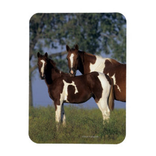 Imán Paint Mare & Foal