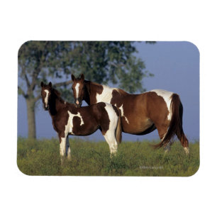 Imán Paint Mare & Foal