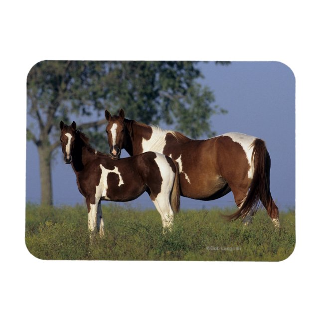 Imán Paint Mare & Foal (Horizontal)