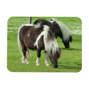 Imán Paint Ponies de Purebred Shetland