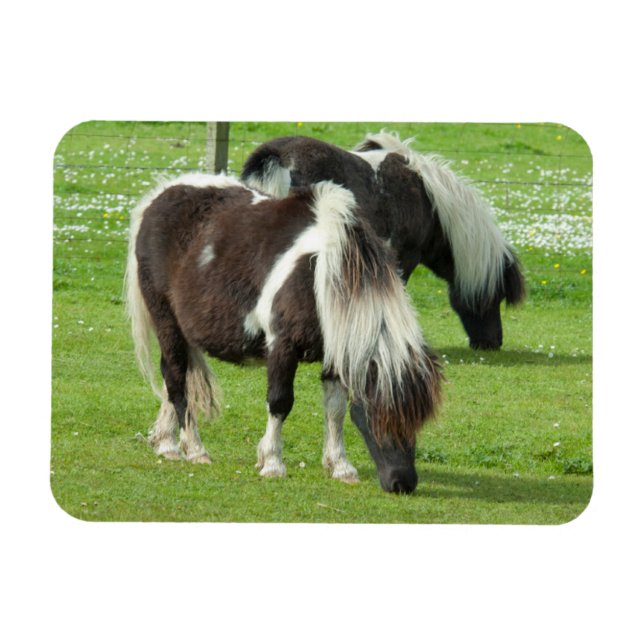 Imán Paint Ponies de Purebred Shetland (Horizontal)