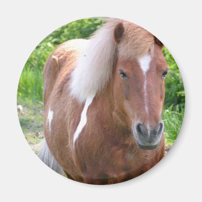Imán Paint Quarterhorse Magnet (Frente)