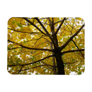 Imán Pair of Yellow Maple Trees Autumn Nature