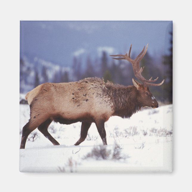 Imán País del Deer (Frente)
