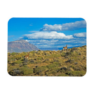 Imán País del Guanaco, Patagonia
