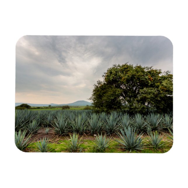 Imán Paisaje Con Agave Azul (Horizontal)